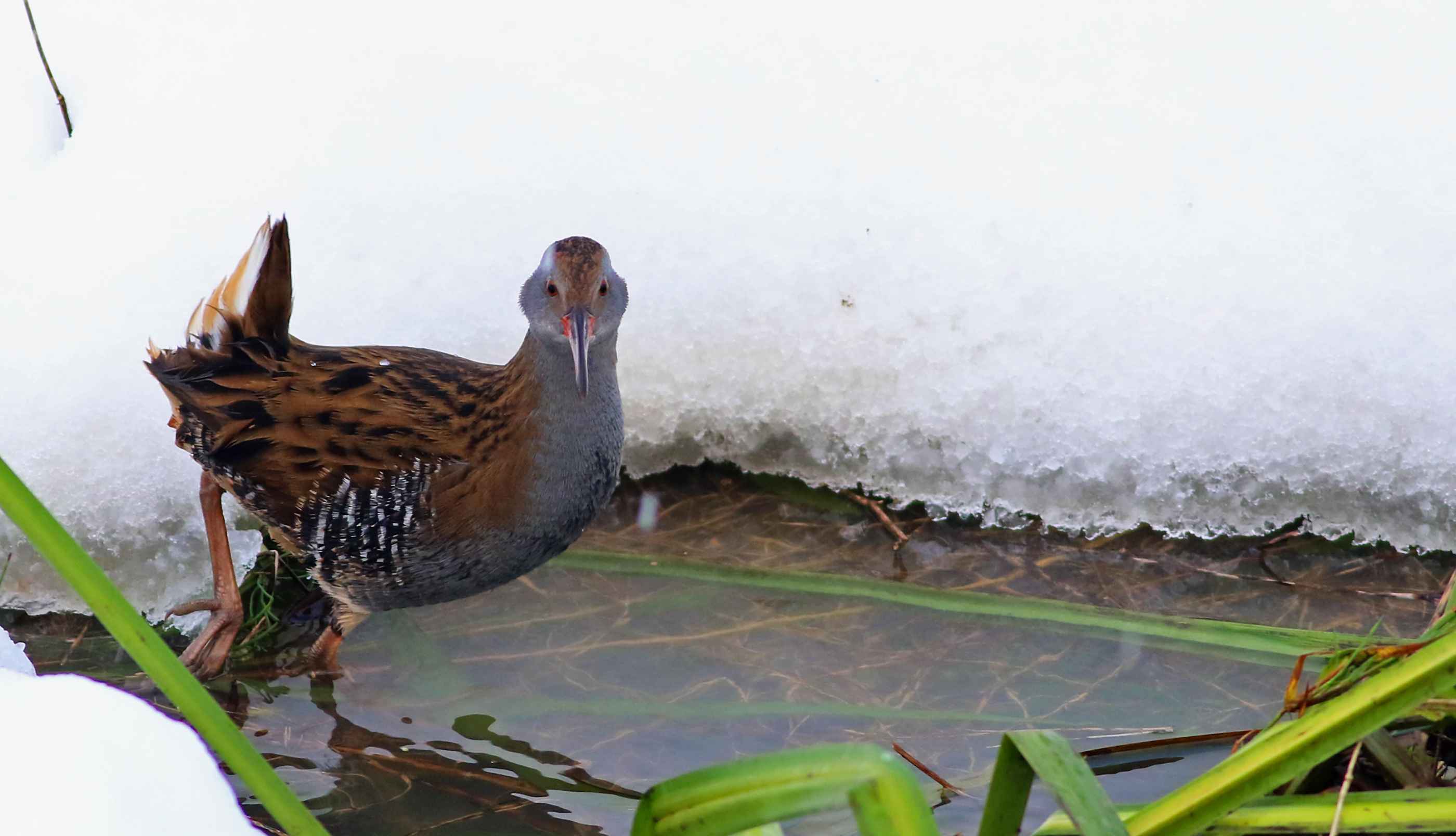 Water Rail